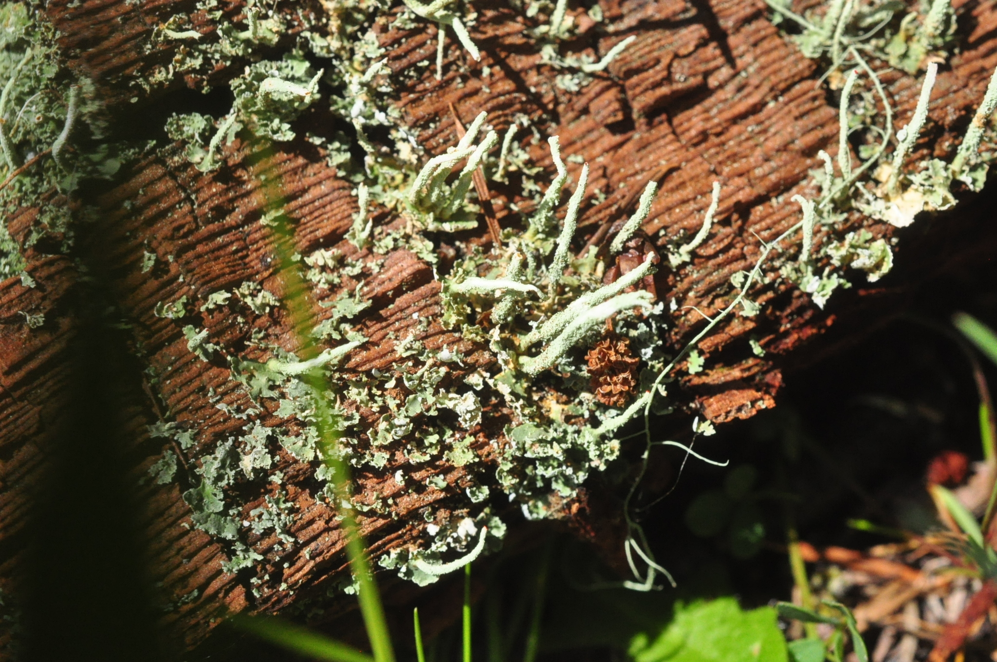 Cladonia coniocraea image