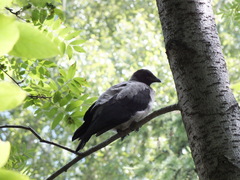Corvus cornix