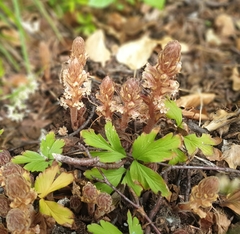 Orobanche hederae