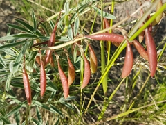 Astragalus australis