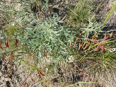 Astragalus australis