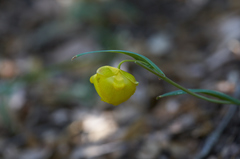 Calochortus pulchellus
