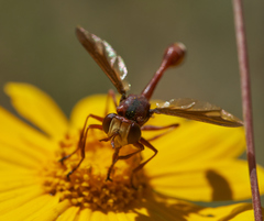 Physocephala burgessi