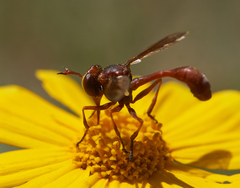 Physocephala burgessi
