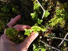 Veronica macrantha brachyphylla
