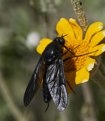 Thevenetimyia notata