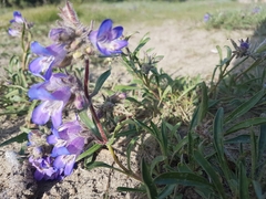 Penstemon gormanii