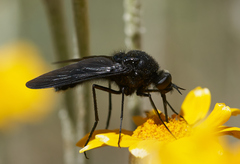 Thevenetimyia notata