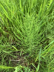 Equisetum arvense