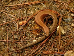 Sierra Juarez Alligator Lizard photo 2