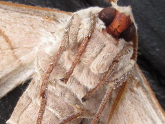 Marumba sperchius