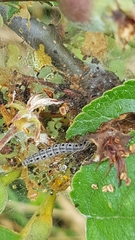 Yponomeuta malinellus