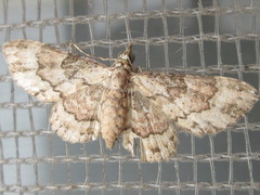 Gymnoscelis esakii