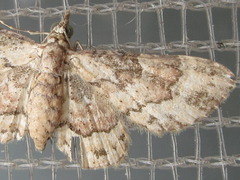 Gymnoscelis esakii