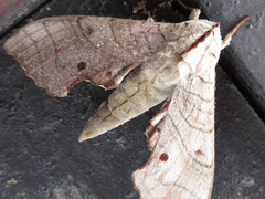 Marumba sperchius