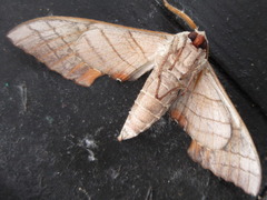 Marumba sperchius