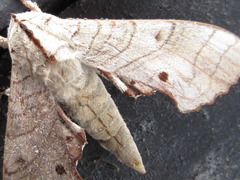 Marumba sperchius