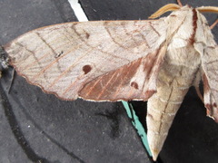 Marumba sperchius