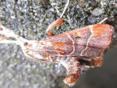 Sacada approximans