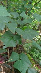 Erythrina corallodendron