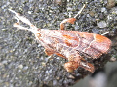 Sacada approximans