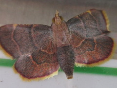 Hypsopygia pelasgalis