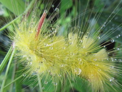 Calliteara pseudabietis