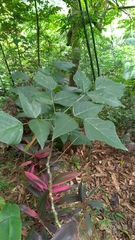 Erythrina corallodendron