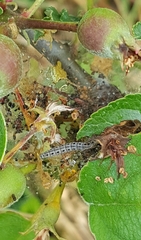 Yponomeuta malinellus