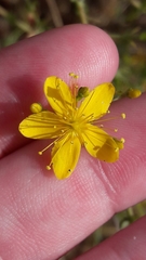 Hypericum triquetrifolium