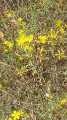 Hypericum triquetrifolium
