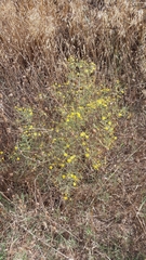 Hypericum triquetrifolium
