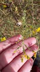 Hypericum triquetrifolium