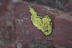 Rhizocarpon geographicum