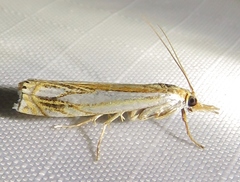 Crambus saltuellus
