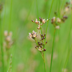 Juncus compressus