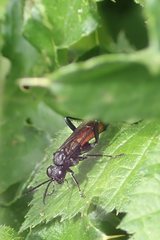 Macrophya annulata