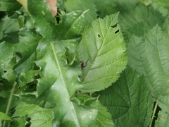 Macrophya annulata