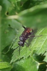 Macrophya annulata
