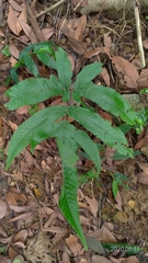 Tectaria subtriphylla