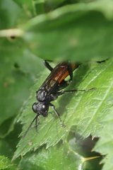 Macrophya annulata