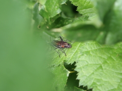 Macrophya annulata