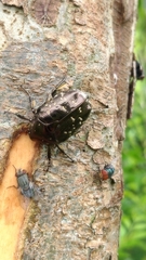 Protaetia orientalis