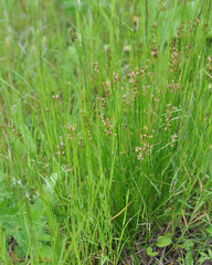Juncus compressus