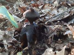 Geastrum fornicatum
