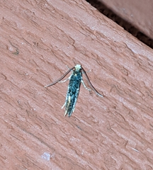 Monopis weaverella