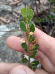 Acacia hispidula