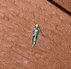 Monopis weaverella