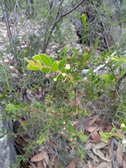 Acacia hispidula