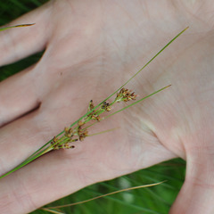 Juncus compressus